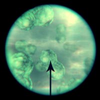 Focus On Making A Simulated Microscope Field of View