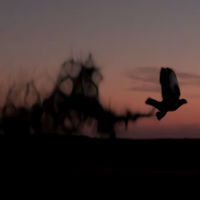 “Falcon Lady” Shot Walkthrough Using Nuke and AE